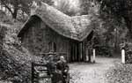 Thatching - Alan Lewis - Master Thatcher